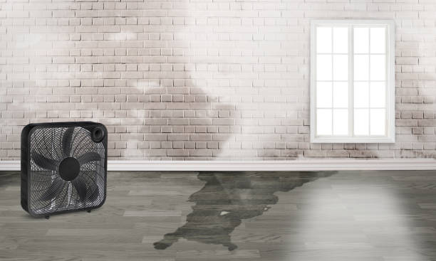 Best 24-hour water damage restoration  in Jacksonville, TX